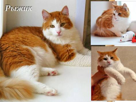 Тимоша и Рыжик-котики редкой красоты, фотография 7