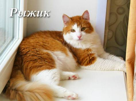 Тимоша и Рыжик-котики редкой красоты, фотография 9