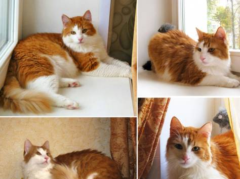Тимоша и Рыжик-котики редкой красоты, фотография 10