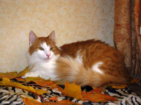 Тимоша и Рыжик-котики редкой красоты, фотография 11