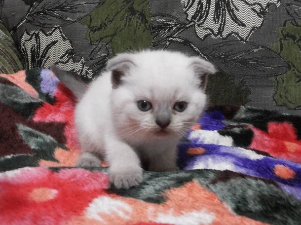 Шотландские котята, фотография 2