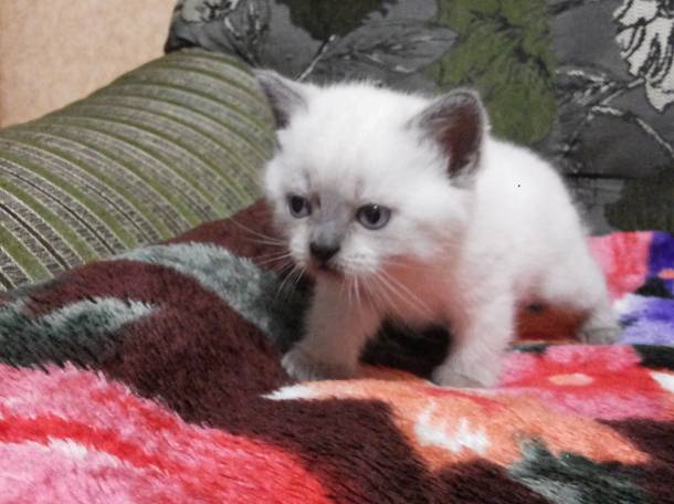 Шотландские котята, фотография 5