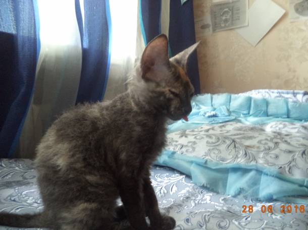 Донские котята, фотография 4