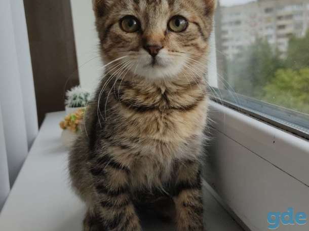 Котята (девочки) в добрые руки, фотография 1