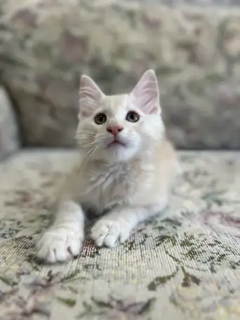 Котята мейн-кун, фотография 4
