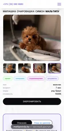 Мальтипу мини и микро пушон той пудель, фотография 7