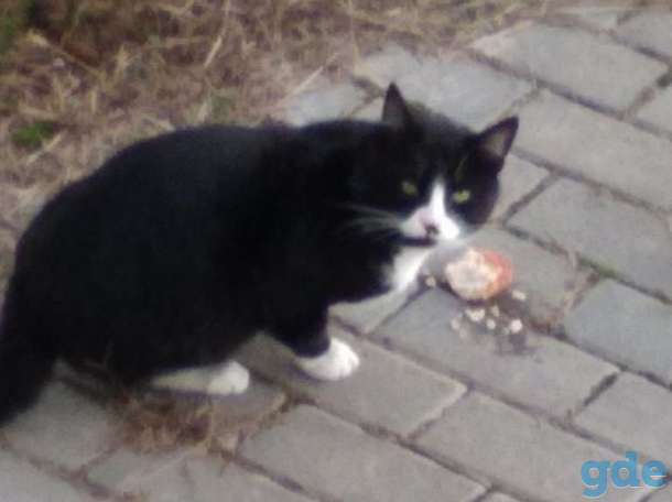 Кто потерял котика?, фотография 1