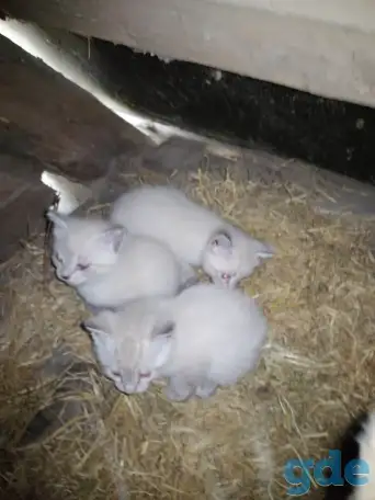 Котята в добрые руки, фотография 5