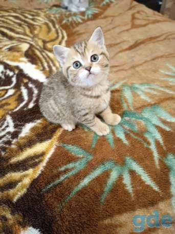 Котята шотландские, фотография 6