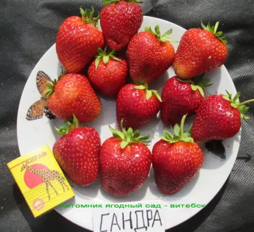 CАЖЕНЦЫ КЛУБНИКИ -50 сортов - купить в Гродно и Могилеве  с питомника, фотография 20