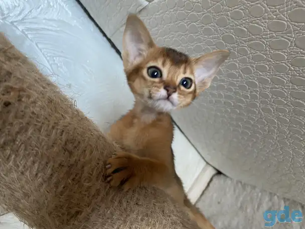 Абиссинские котята, фотография 8