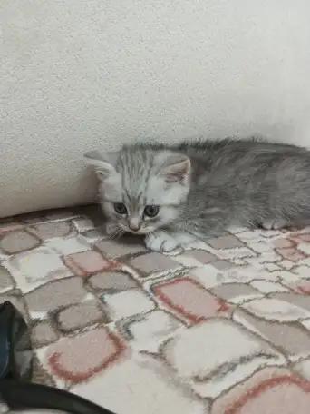 Шотландский котенок, фотография 2