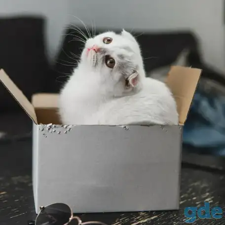 Шотландские котята, фотография 1