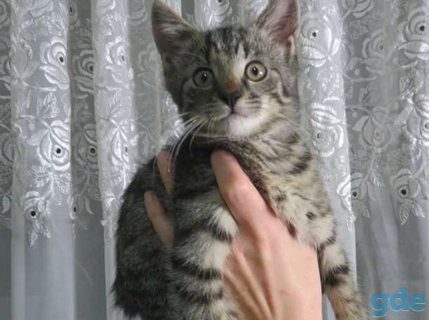 Котята в добрые руки, фотография 2