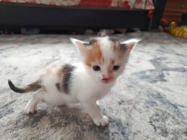 Котята в дар, фотография 3