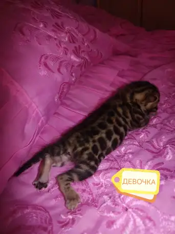 Шикарные бенгальские котята, фотография 5