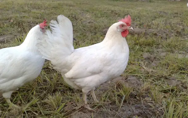 Продам кур несушек, фотография 1