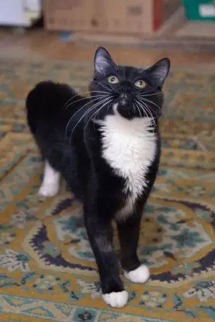 Котенок Болек в дар!, фотография 1