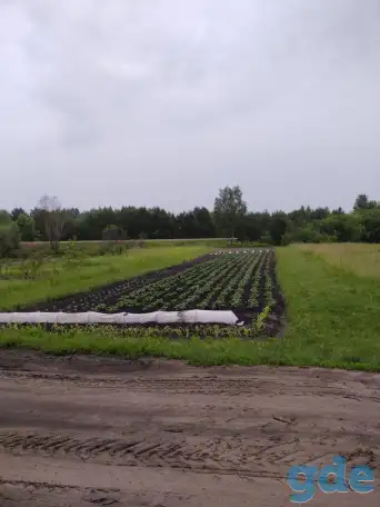 продажа дачи, Ветковский район, Рудня-Споницкая, фотография 8