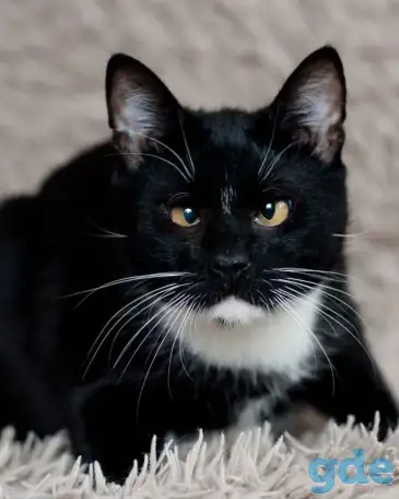 Котик в добрые руки, фотография 2