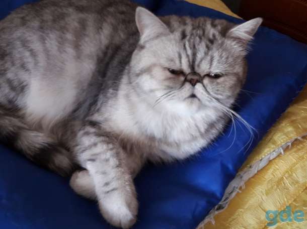 Кошки экзотки, фотография 2