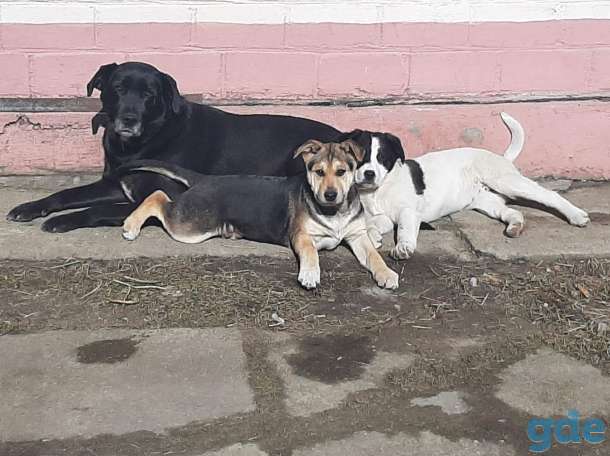Отдам в хорошие руки, фотография 5