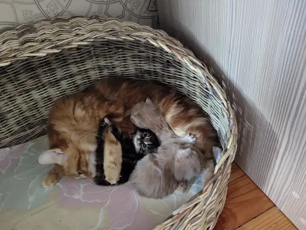 Курильский бобтейл котята, фотография 2