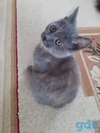 Отдам котят, фотография 4
