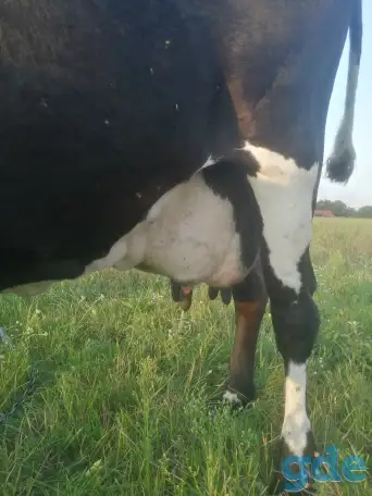 Продам покрытую дойную корову и бычка, фотография 1