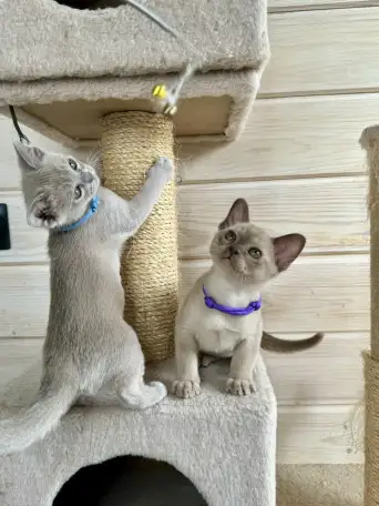 Продается котёнок Европейской бурмы, фотография 10