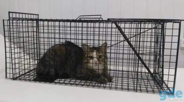 Котоловка напрокат, фотография 1