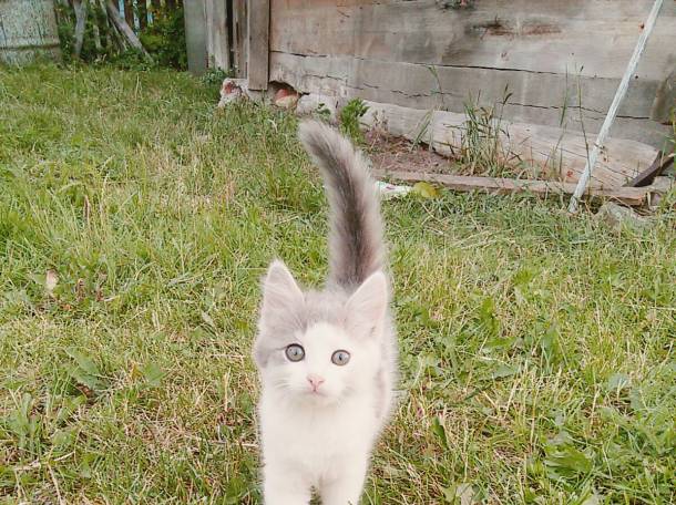 Котята в ДОБРЫЕ РУКИ, фотография 2