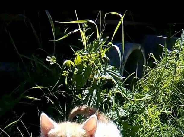 Котята в ДОБРЫЕ РУКИ, фотография 4