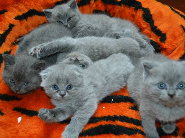 Шотландские котята, фотография 2