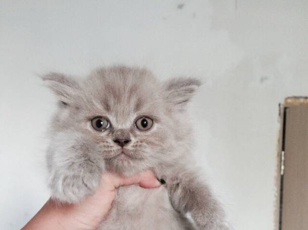 Британские котята, фотография 1
