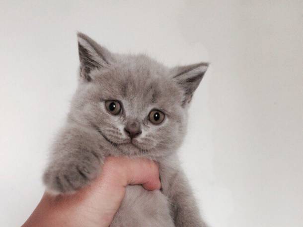 Британские котята, фотография 2
