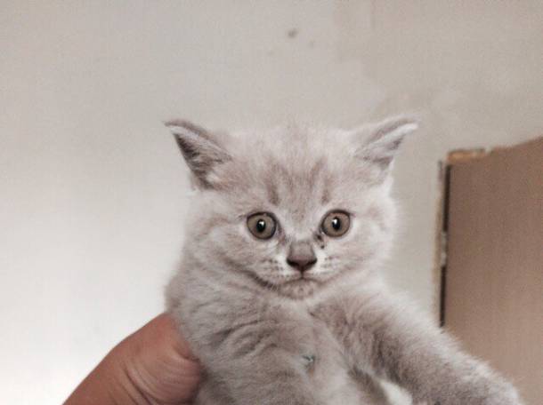 Британские котята, фотография 3