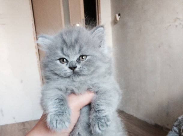 Британские котята, фотография 4