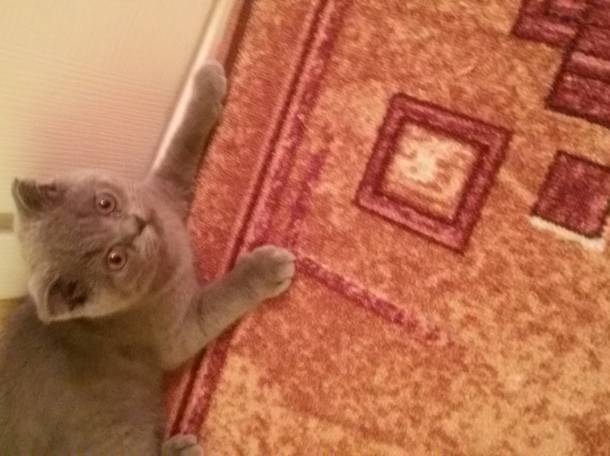 Котенок, фотография 2