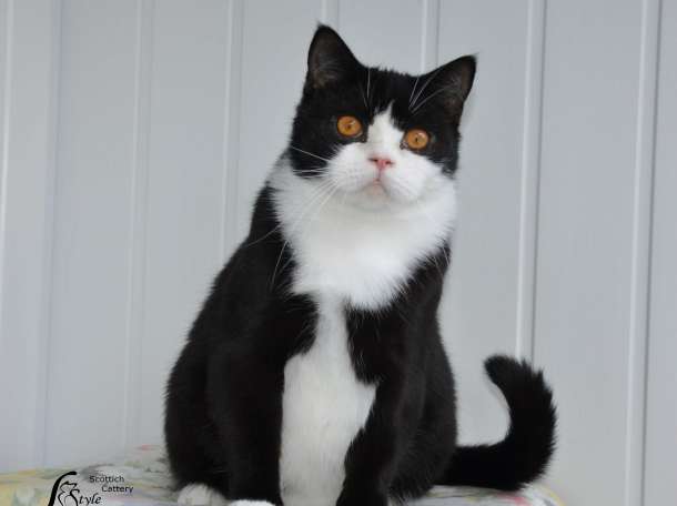 Шотландские кошечки и котики для вас., фотография 3
