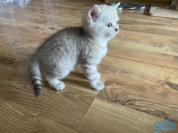 Шотландские котята, фотография 4