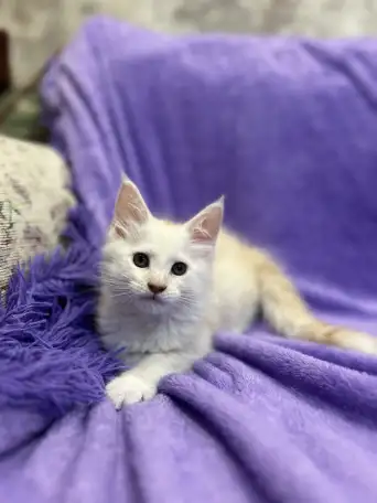 Котенок породы мейн-кун, фотография 3