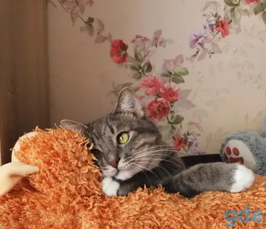 Отдам котят, фотография 8