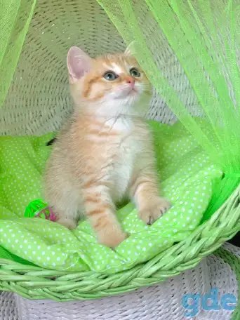 ЗОЛОТАЯ ШИНШИЛЛА шотландские котята, фотография 2