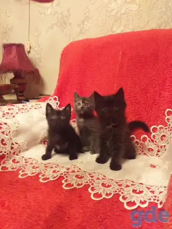Котята в хорошие руки, фотография 3