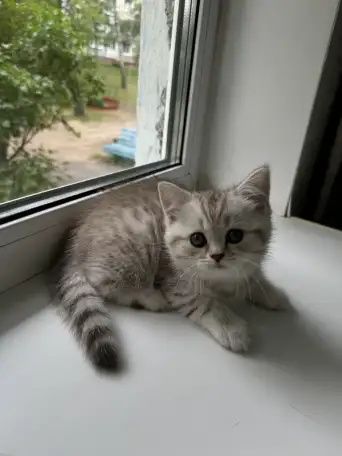 Шотландские котятатабби, фотография 3