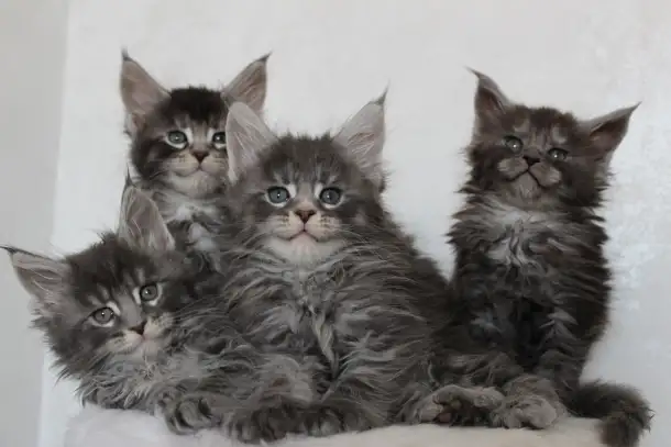Котята мейн-кун!, фотография 3
