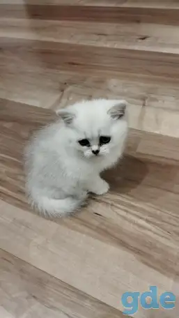 Котёнок девочка британская короткошерстная, фотография 4