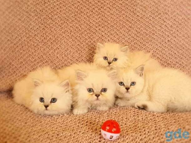Британские котята, фотография 7