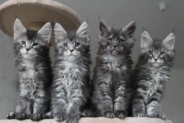 Котята мейн кун!, фотография 5